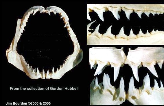 Isurus paucus_03.jpg